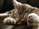 Le chat : un bon dormeur - SantVet