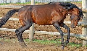 Image result for IRAN HORSES