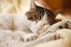 Information sur les chats: La journe d un chat - chat