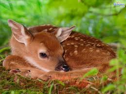 Image result for cute animals