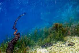 Image result for "Alley Spring"