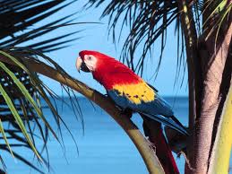 Image result for macaw parrot hd