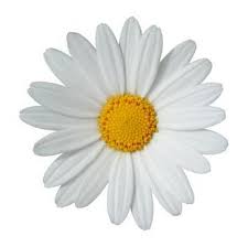 Image result for free clip art daisy