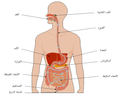 صورة المستقيم (جهاز هضمي)