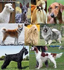 Resultado de imagen de imagenes de perros