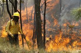 Resultado de imagen para incendio forestal