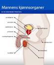 Hvor er prostata