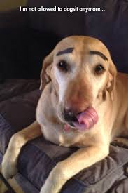 funny-picture-dog-eyebrows-babysitting-prank.jpg via Relatably.com