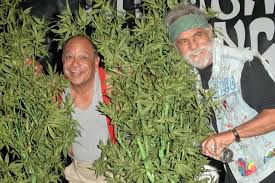 Cheech And Chong's Cannabis Company Responds To Gov Newsom's Ban On Hemp 
Products Containing Any 'Detectable Amount' Of THC