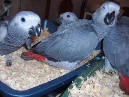 Image result for african grey parrot for sale