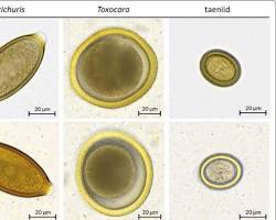 Cat parasites under microscopeの画像