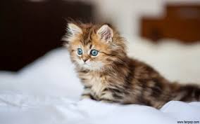 Résultat de recherche d'images pour "image de bebe chat trop mignon"