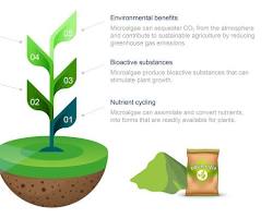Image of Algae stabilizing soil