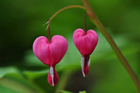 Resultado de imagen de flores hermosas