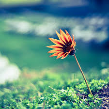 [Vivian Trần Shop] Chuyên Thiết Kế - May & Bán đầm, váy, áo sơ mi & đồ công sở NỮ ~~~