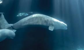 Marineland beluga moved to U.S. dies, dolphins and 2 more whales leave Niagara Falls park for Spain - CBC