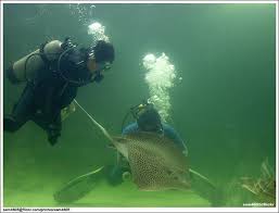 Image result for Kota Kinabalu: Green Connection