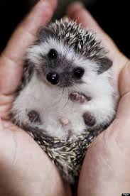 Image result for HedgeHogs