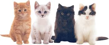 Résultat de recherche d'images pour "images gif de chatons adorables"