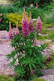Image result for lupine