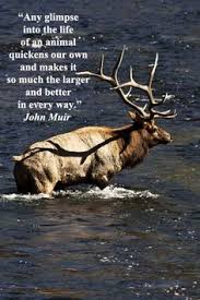 Love for the Wild Quotes on Pinterest | John Muir, Animal Rights ... via Relatably.com