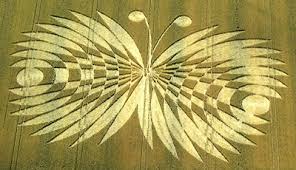 The Human ʙuттerfly : Biggest Crop Circle Ever ! - Psychedelic Adventure