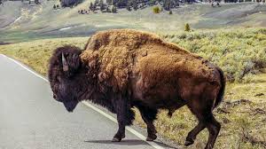 bison