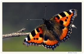 Résultat de recherche d'images pour "effet papillon"
