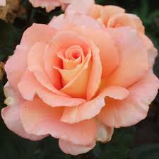 Image result for tea roses