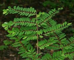 Image result for Phyllanthus welwitschianus