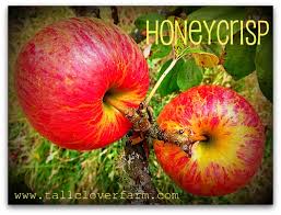 Image result for images of honey crisp apples