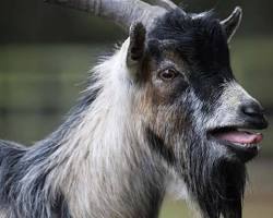 Image of Goat bleating happy