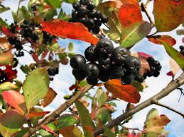 Image result for mustamarja-aronia