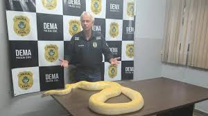 Cobra exótica que fugiu de casa em GO deve ser levada ao zoológico
