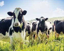 Image of Healthy dairy cows grazing in a field