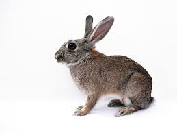 Image result for RABBIT