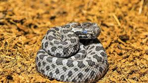 Bildergebnis für rattlesnake