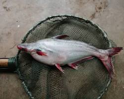 Hình ảnh về Vietnamese pangasius catfish