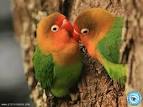 Pictures of 2 parrots kissing images for her <?=substr(md5('https://encrypted-tbn2.gstatic.com/images?q=tbn:ANd9GcSfAGQExCfMg24djB7CsKjUg-uHdezg_amoOqalUgBDBCx18sza9Kv46h4h'), 0, 7); ?>