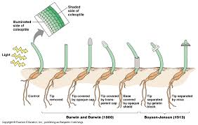 Image result for organisms and their environment