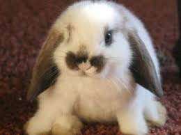 Résultat de recherche d'images pour 'image de lapin nain bélier'