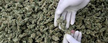 Resultado de imagen de Legalization
