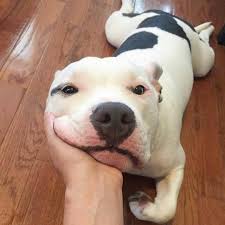 Pitbull owners World