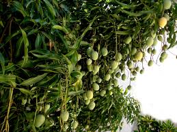 Image result for pictures of mango trees