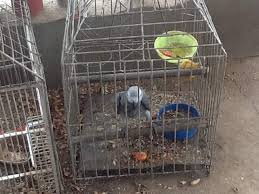 Image result for african grey parrot for sale