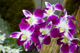 Image result for orchid