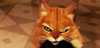 Image result for puss