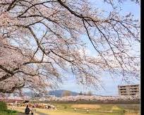 足羽川櫻橋, 足羽川花月橋, 足羽山展望台的圖片