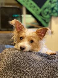 This is Mickey aka Mouse what breed is he??? : r ...