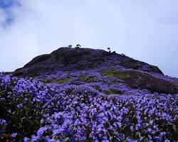 Neelakurinji flowers in Munnar
